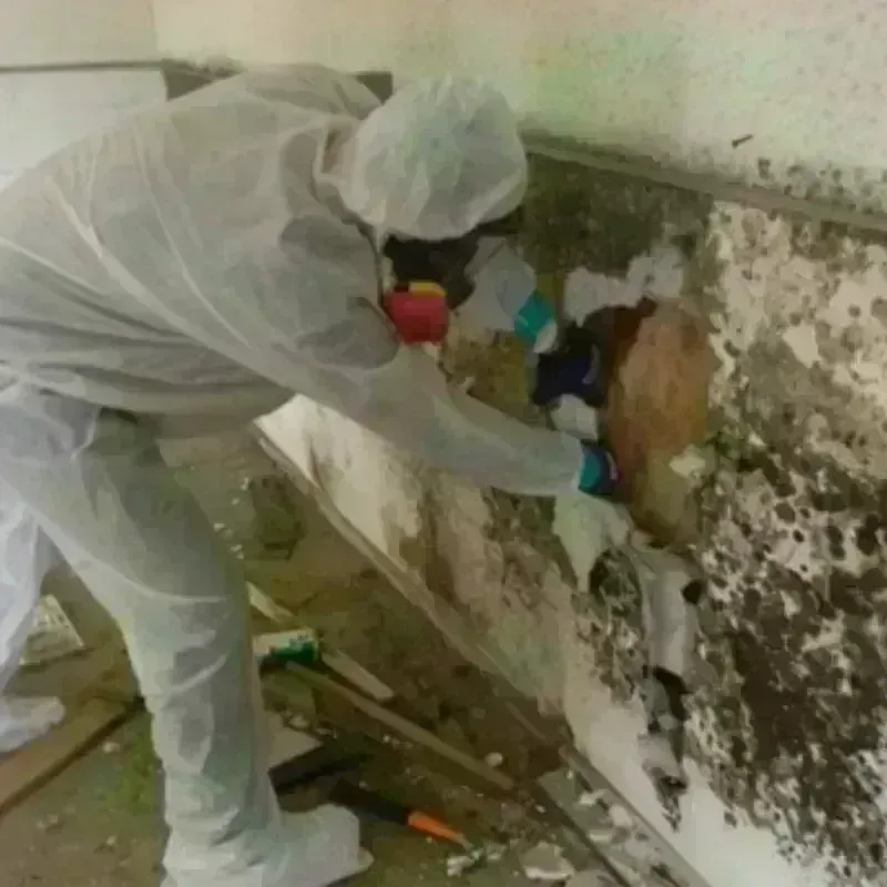 Mold Remediation and Removal in Krebs, OK